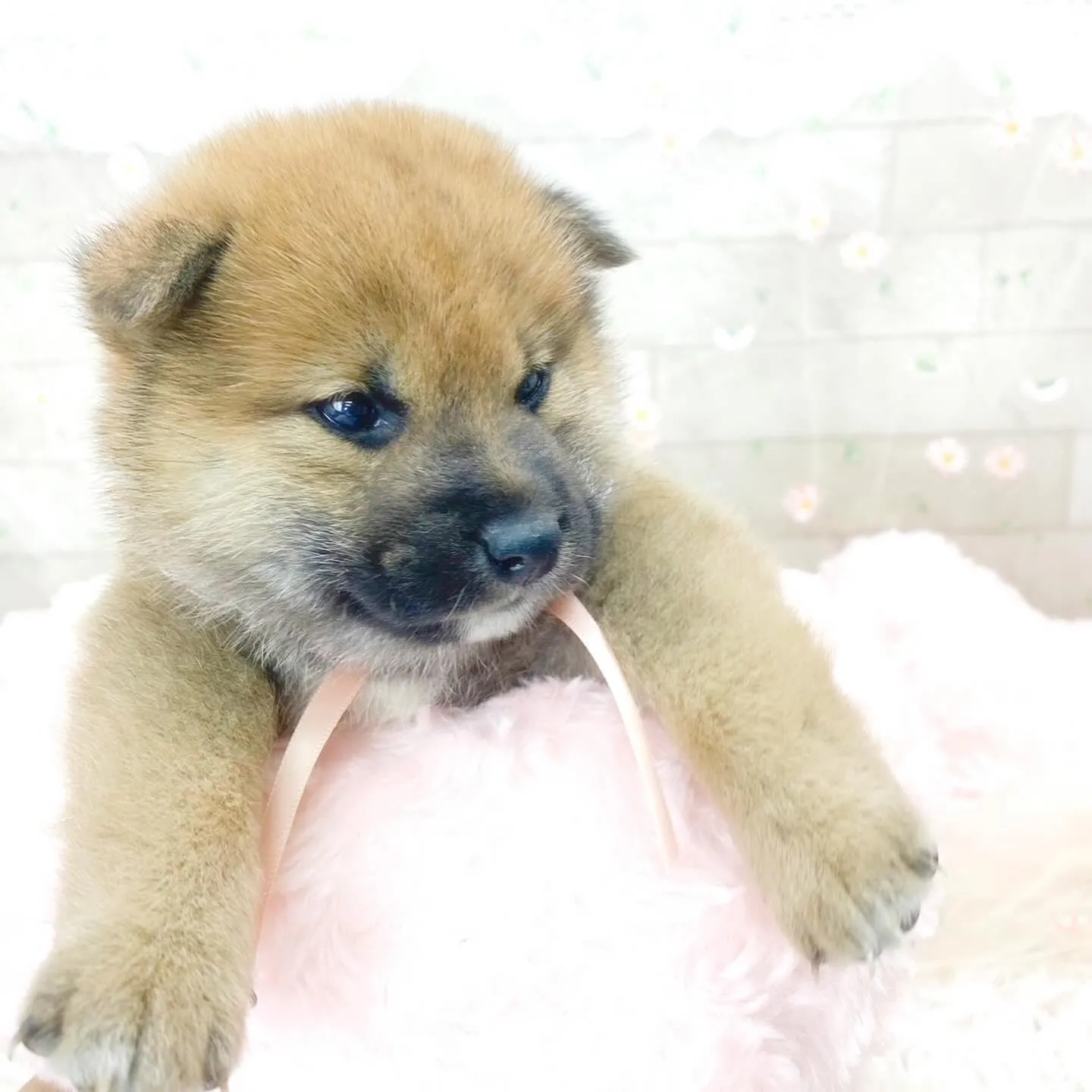 【子犬】2024年4月5日生まれの柴犬の女の子🩷