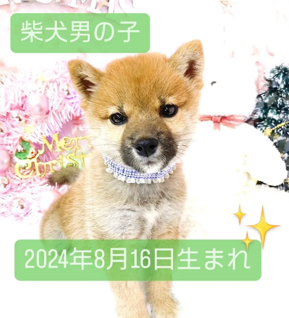 2024年8月16日生まれ男の子🍀