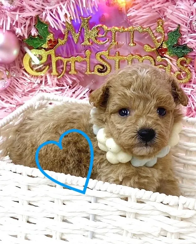 【予約販売開始📢】