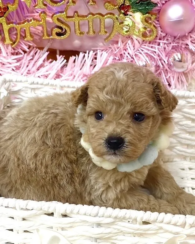 【予約販売開始📢】