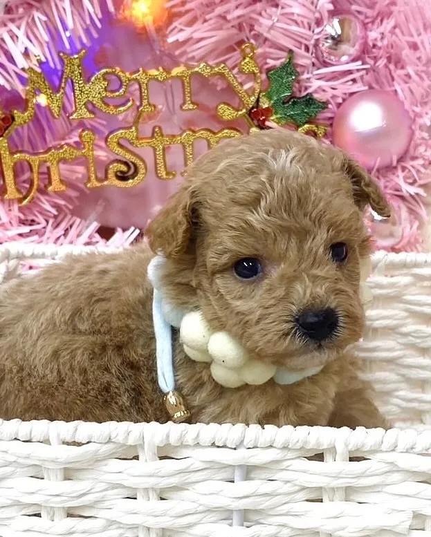 【予約販売開始📢】