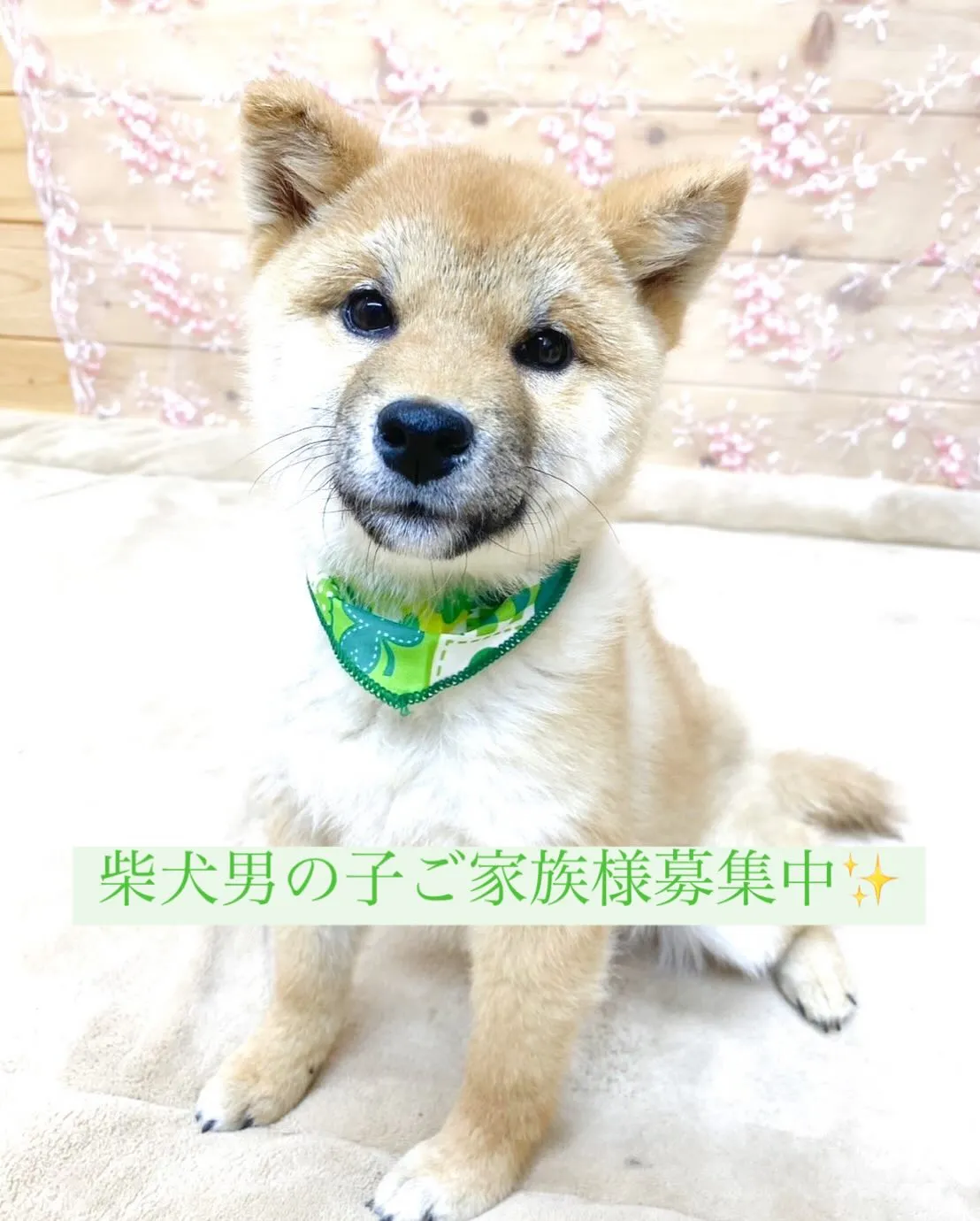 2024年8月16日生まれの柴犬の男の子🍀