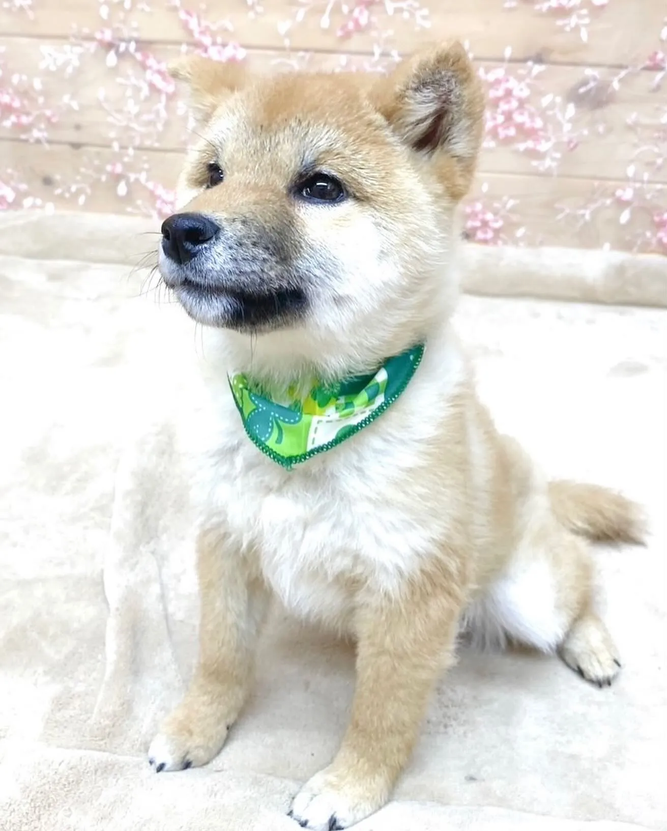 2024年8月16日生まれの柴犬の男の子🍀