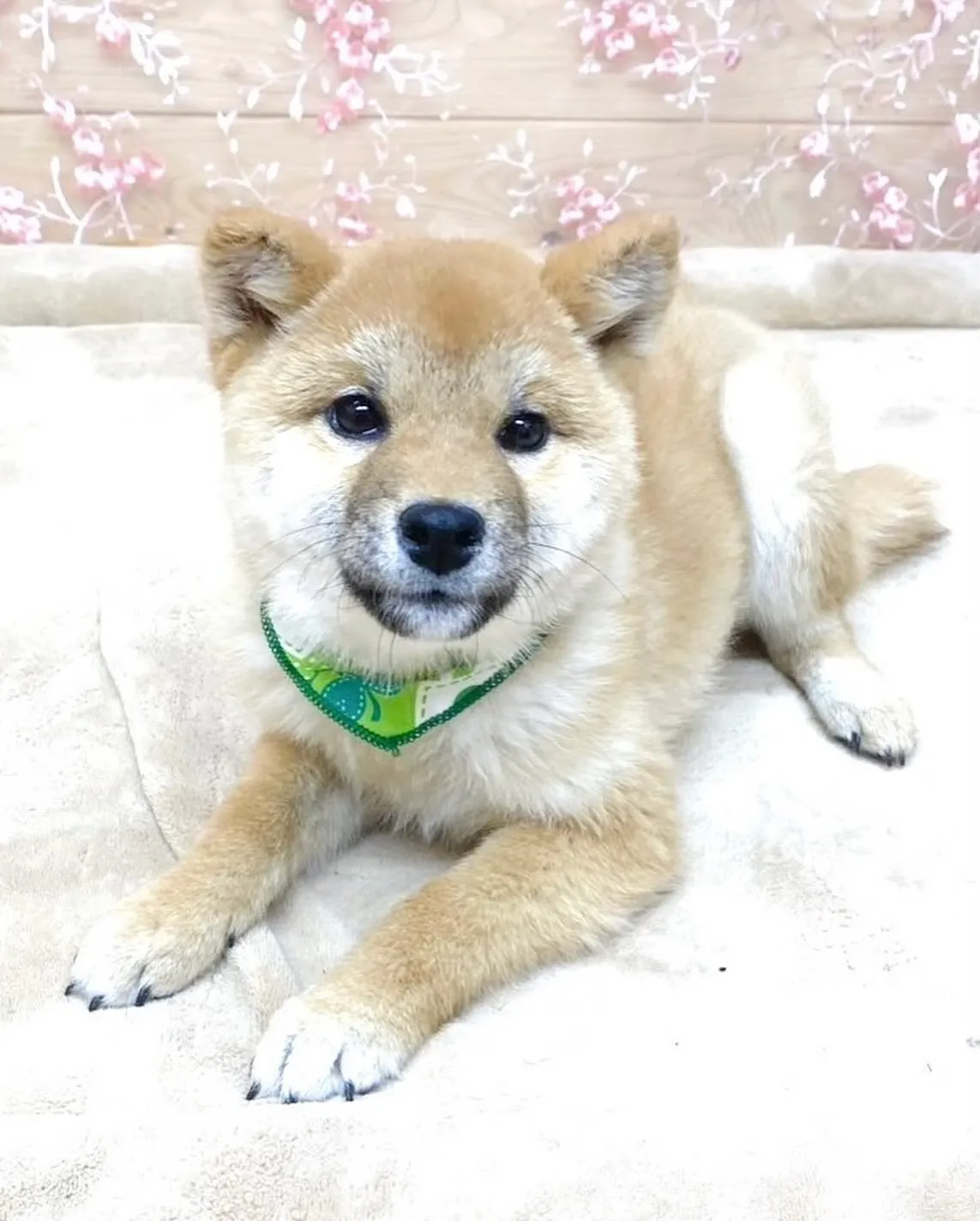 2024年8月16日生まれの柴犬の男の子🍀