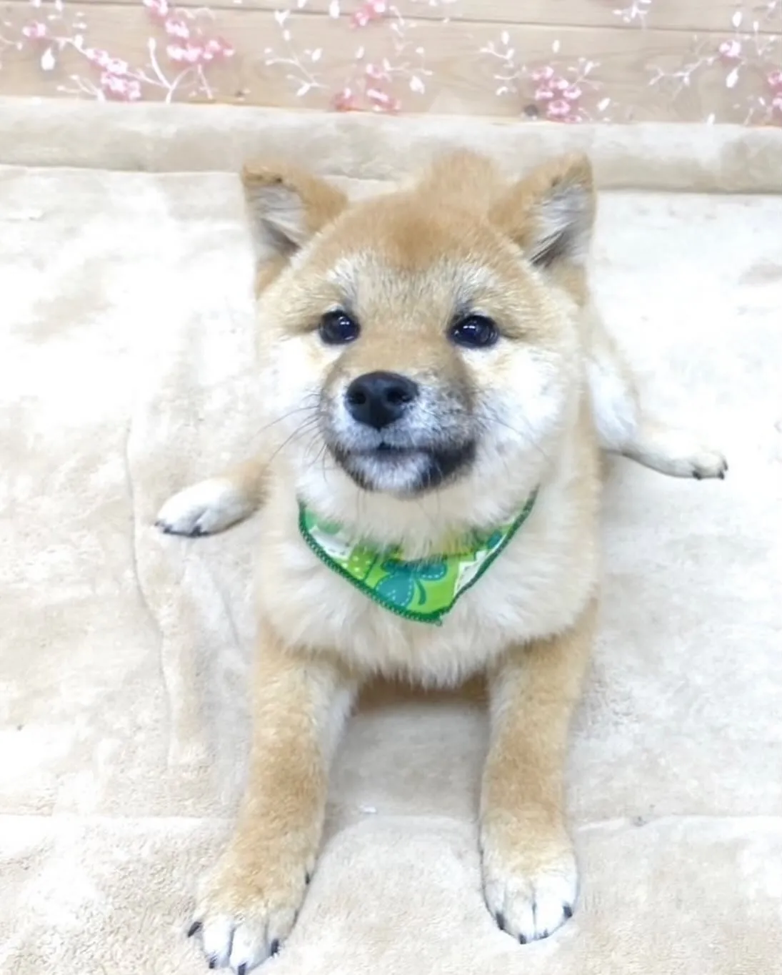 2024年8月16日生まれの柴犬の男の子🍀