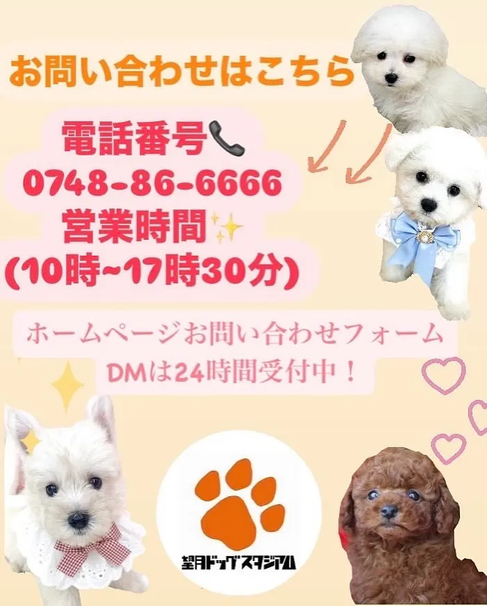 2024年8月16日生まれの柴犬の男の子🍀