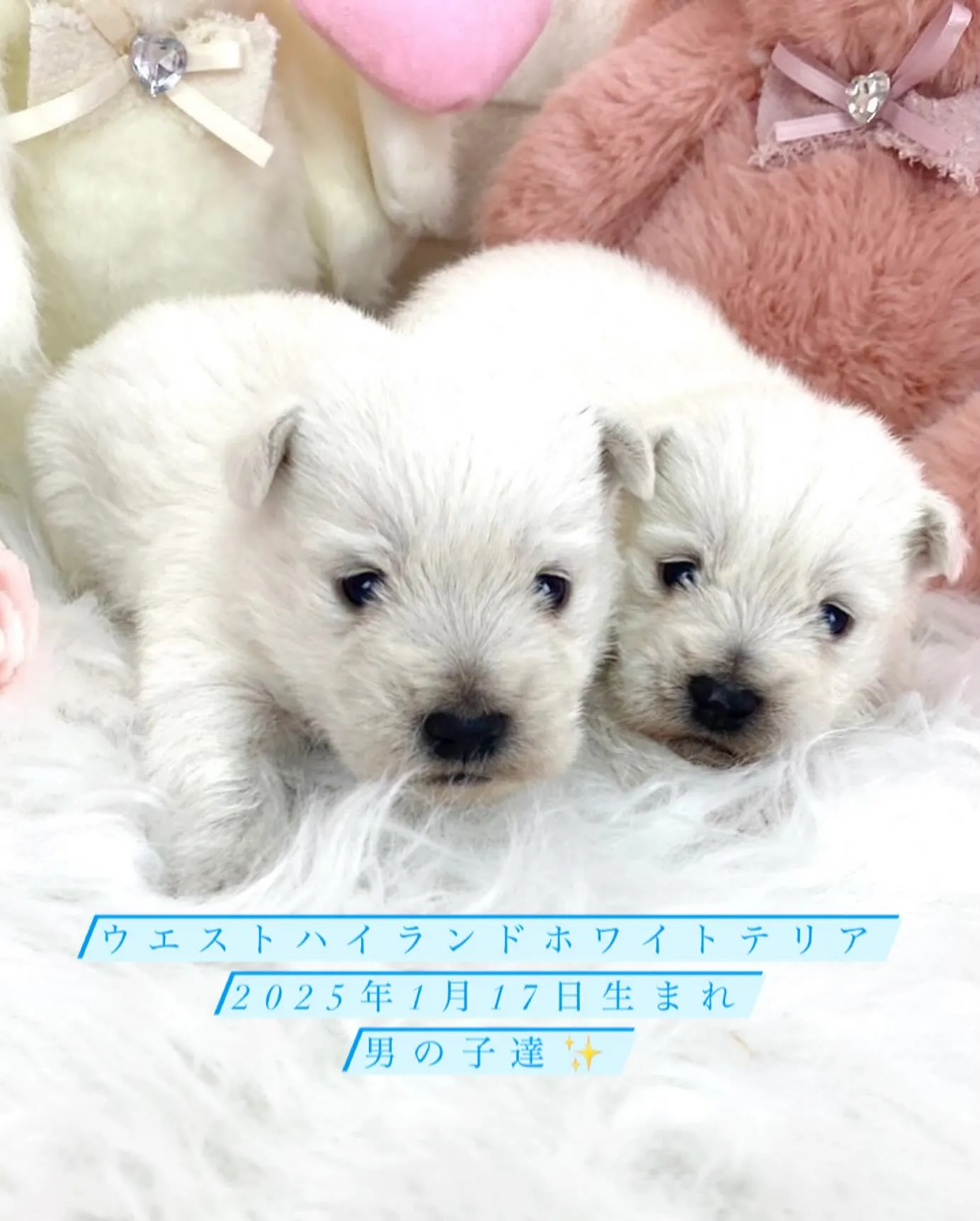 🐶ウエスティー