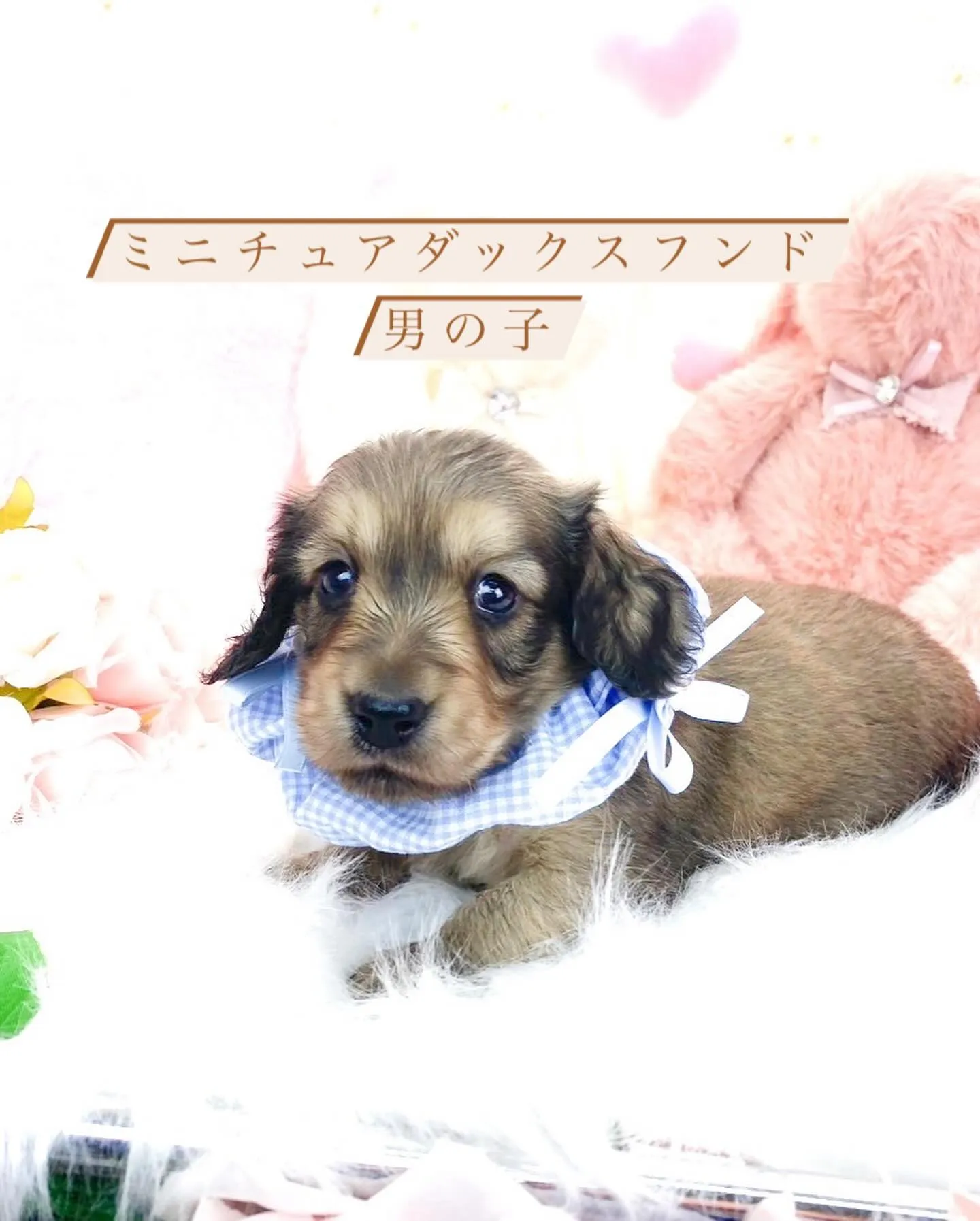 🐶ミニチュアダックスフンド