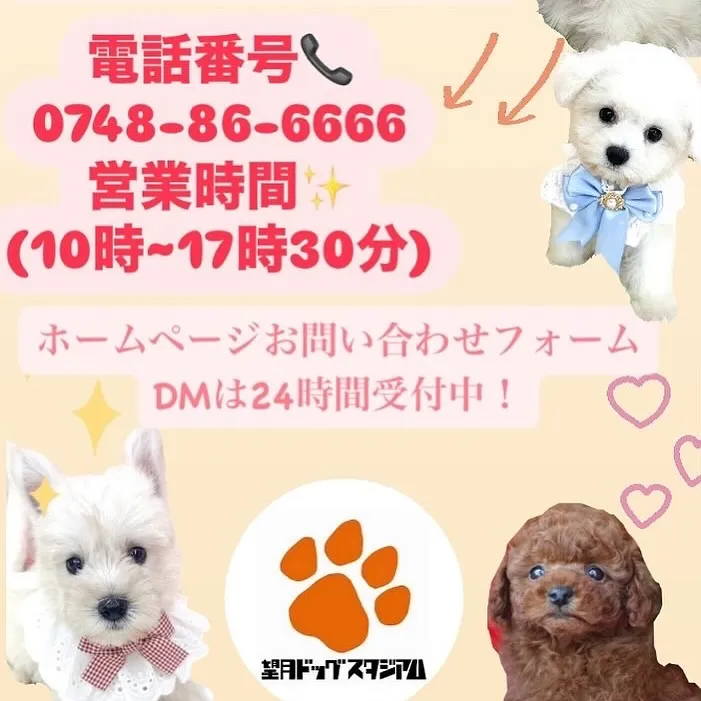 🐶ビションフリーゼ子達💕