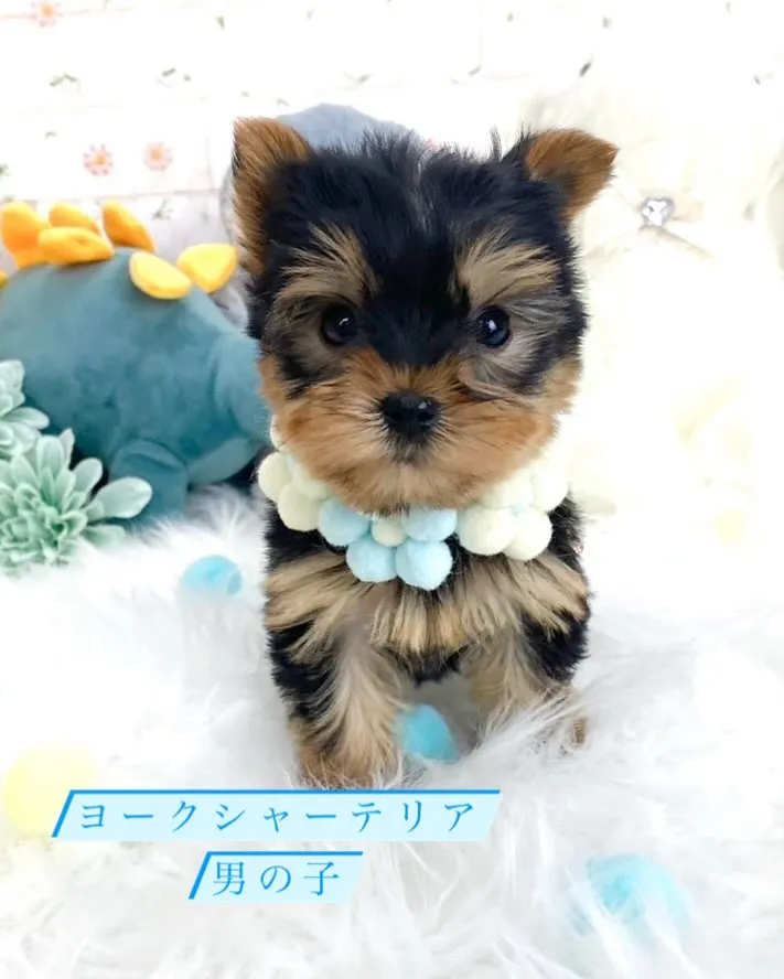 🐶ヨークシャーテリア🐾