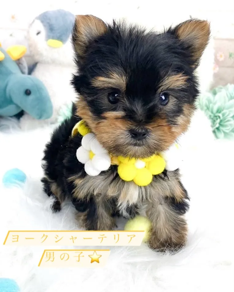 🐶ヨークシャーテリア🐾