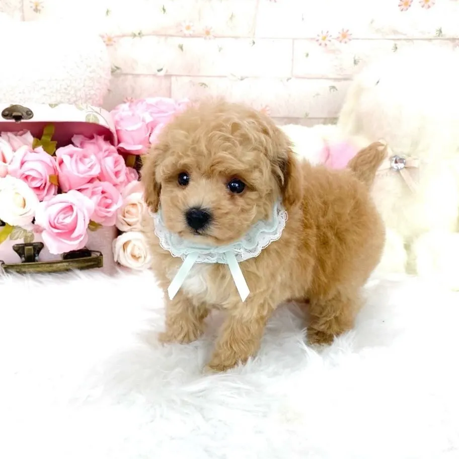 🐶 ティーカッププードル