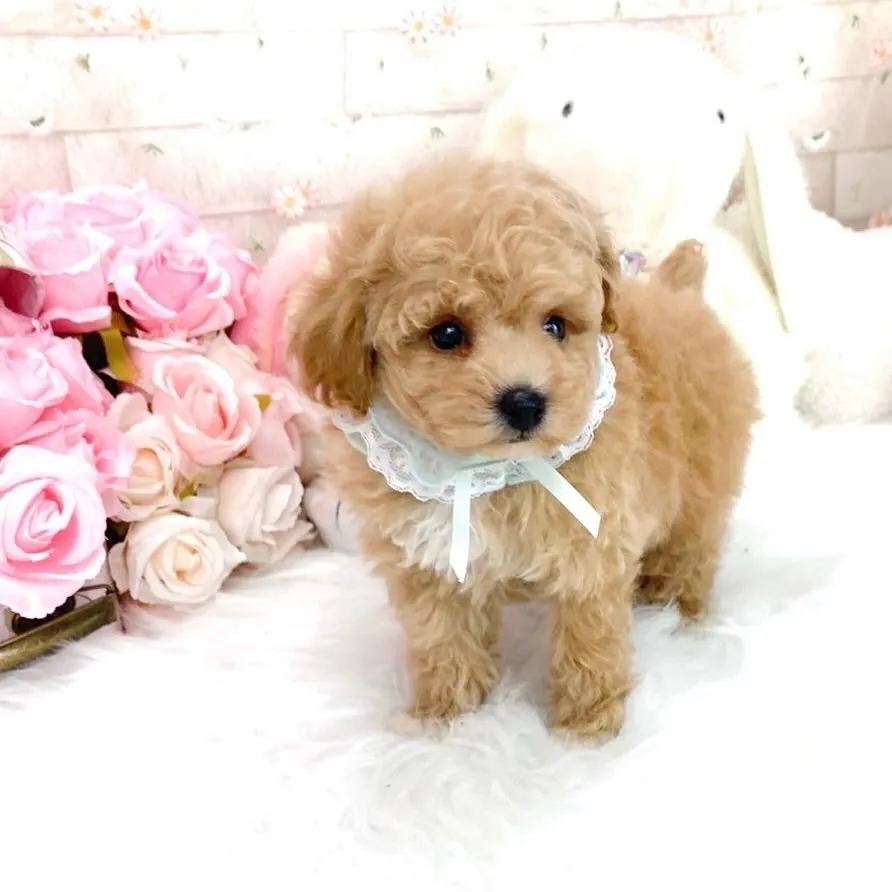 🐶 ティーカッププードル