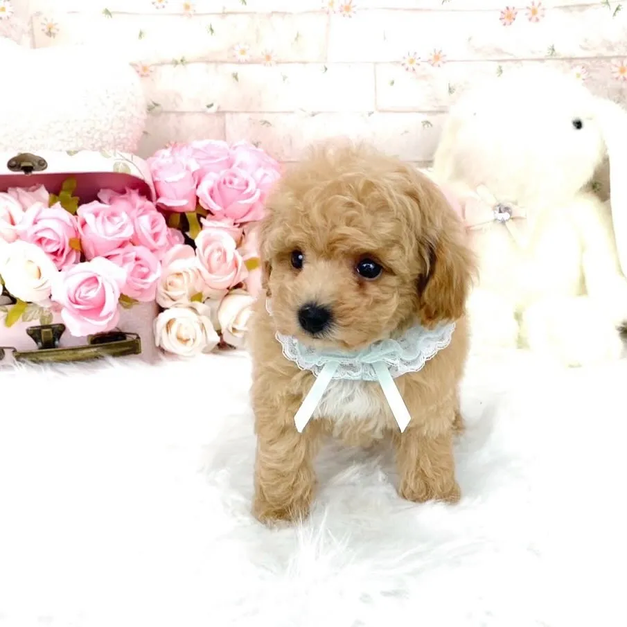 🐶 ティーカッププードル