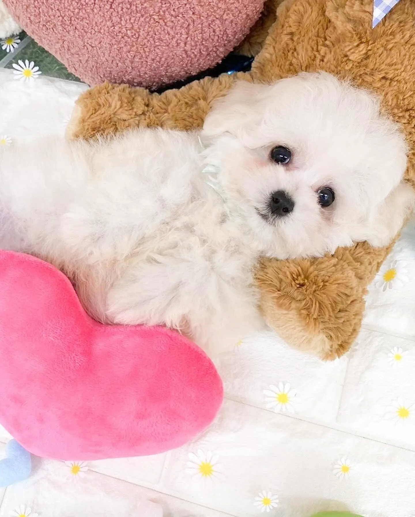 ミニビションの男の子⭐️