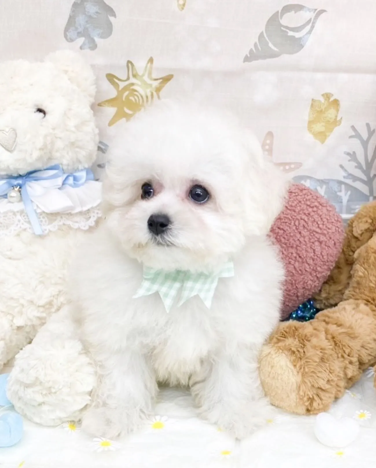 ミニビションの男の子⭐️