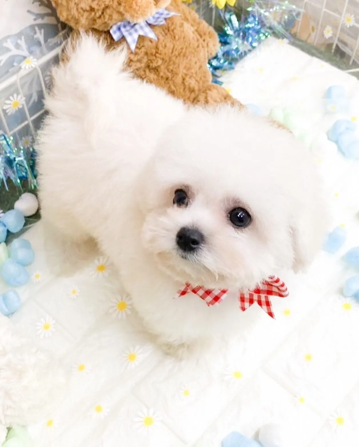 ミニビションの女の子🌸