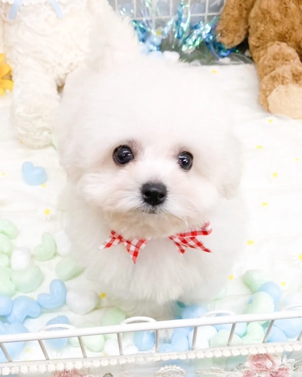 ミニビションの女の子🌸