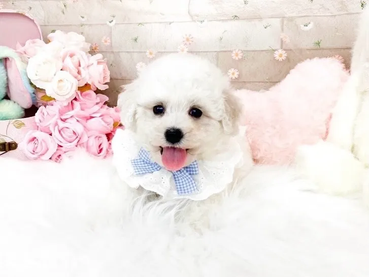 ビションフリーゼの男の子💙