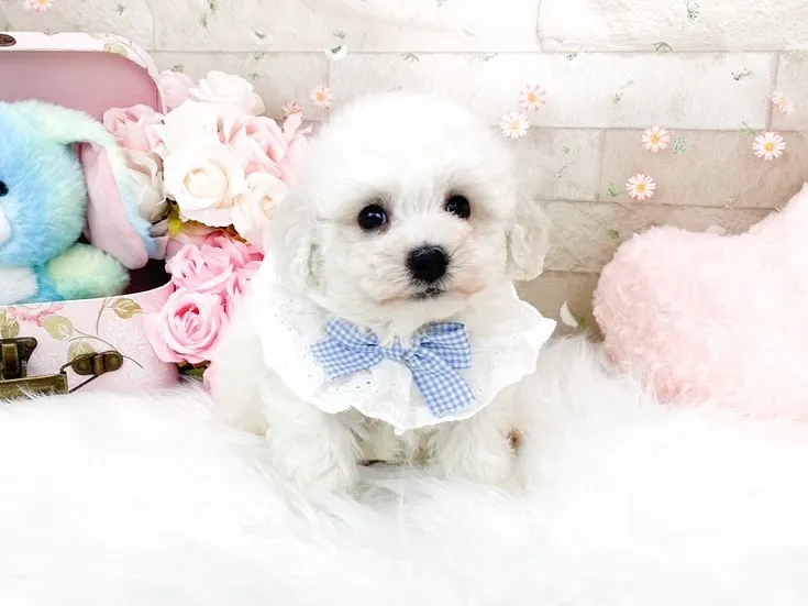 ビションフリーゼの男の子💙