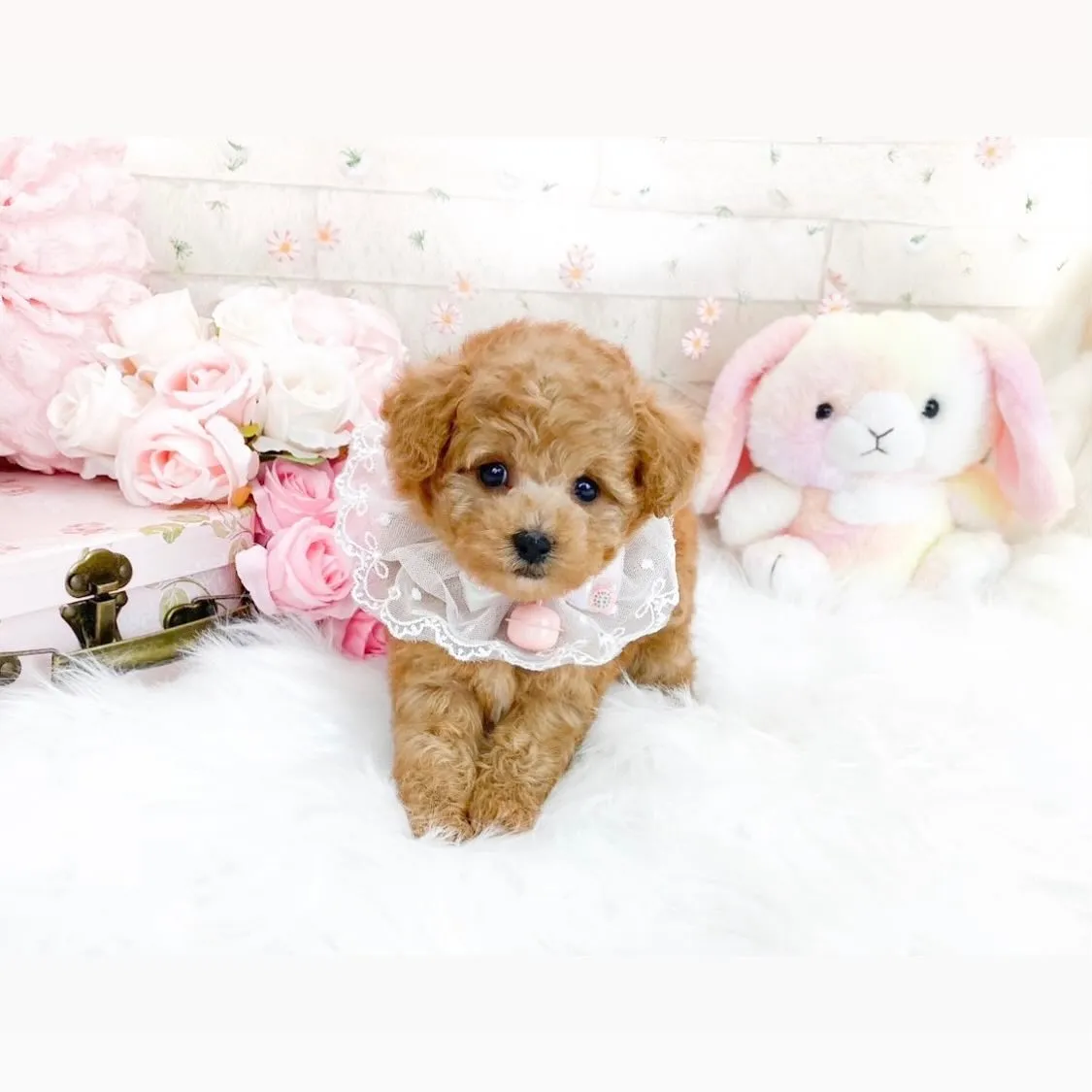 ティーカップ~タイニープードル予想の女の子🍒