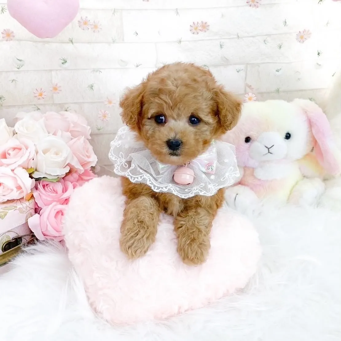 ティーカップ~タイニープードル予想の女の子🍒