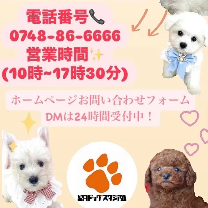 ティーカップ~タイニープードル予想の女の子🍒