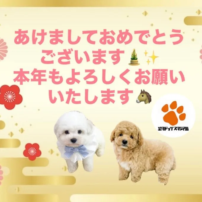 新年あけましておめでとうございます🎍✨️