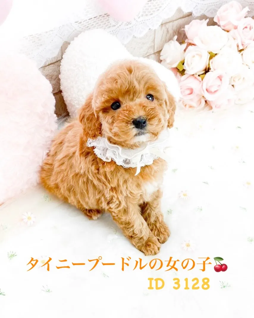 タイニー予想のプードルの女の子🍒