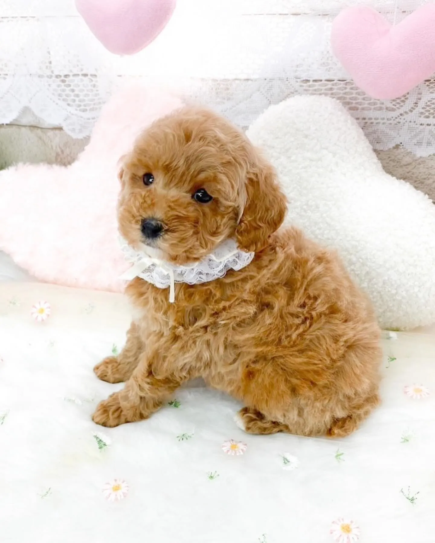 タイニー予想のプードルの女の子🍒