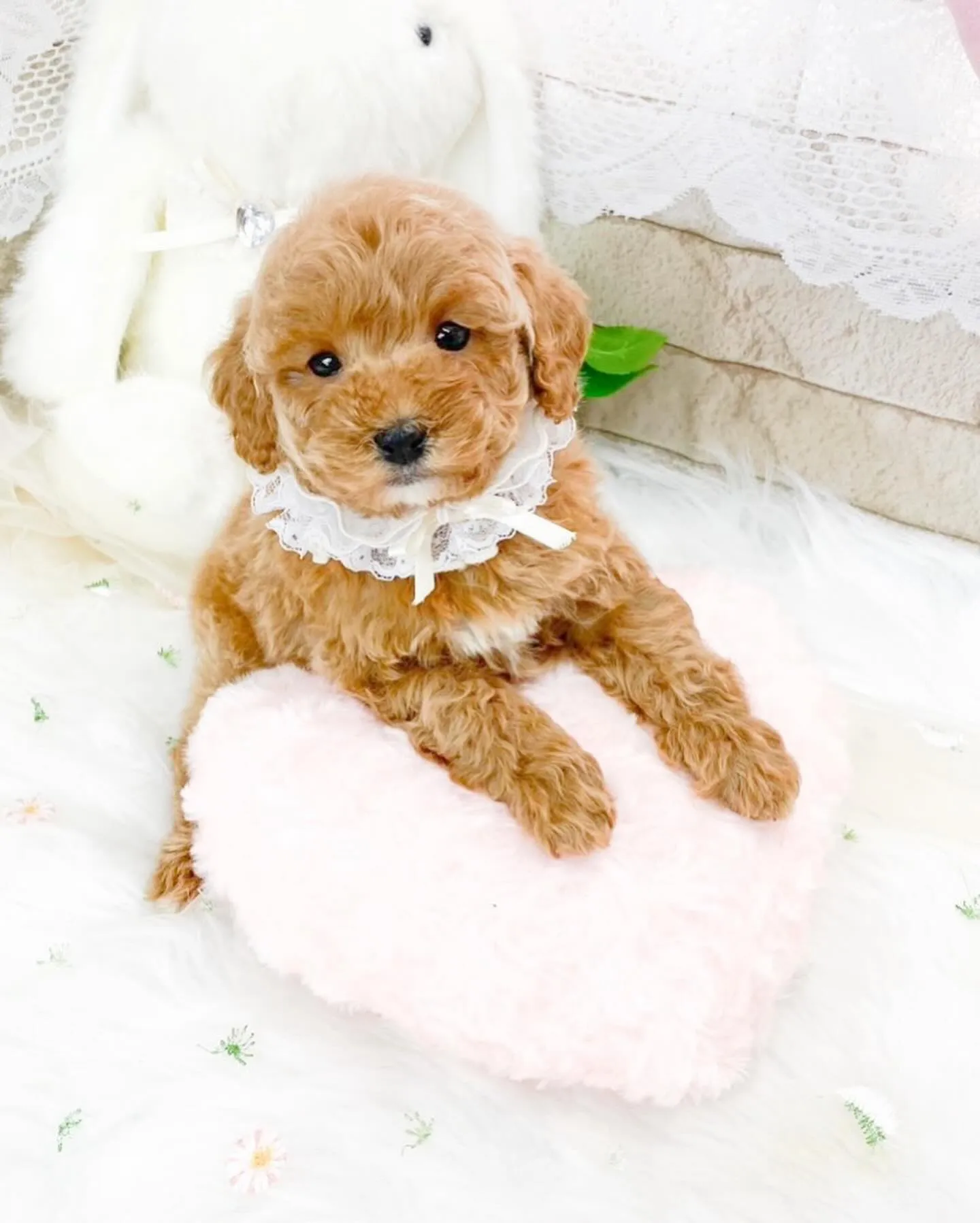 タイニー予想のプードルの女の子🍒
