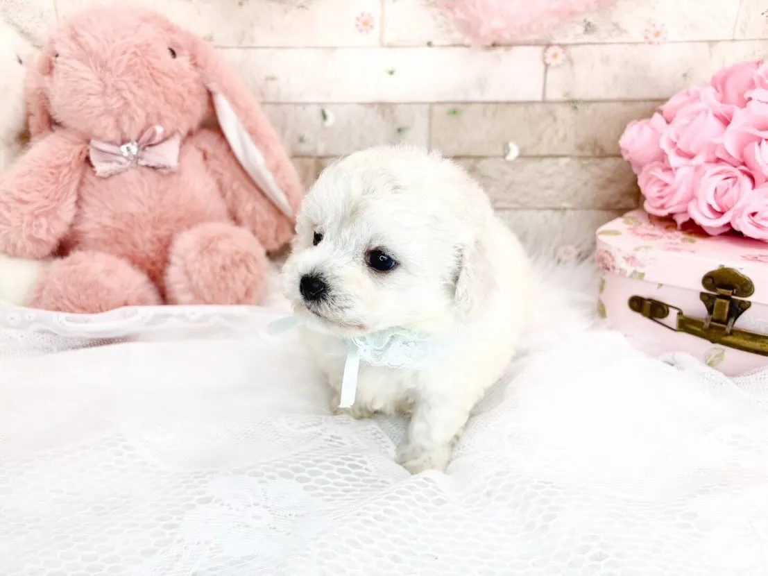 ビションフリーゼの男の子💕