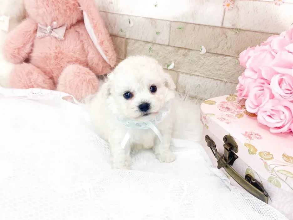 ビションフリーゼの男の子💕