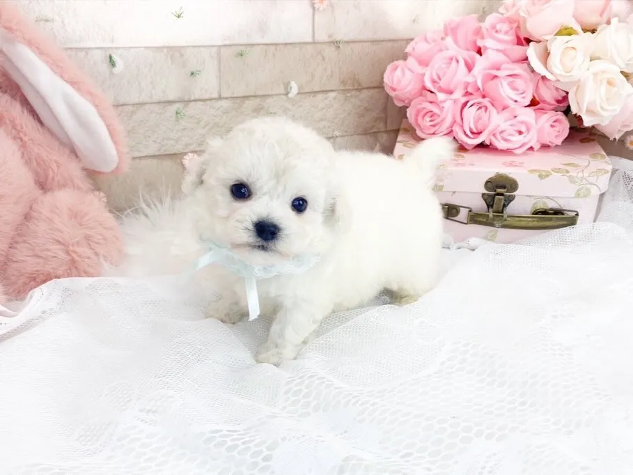 ビションフリーゼの男の子💕