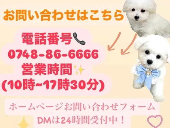 ビションフリーゼの男の子💕