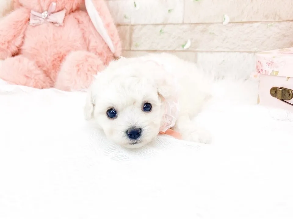 ビションフリーゼの可愛い女の子☺️