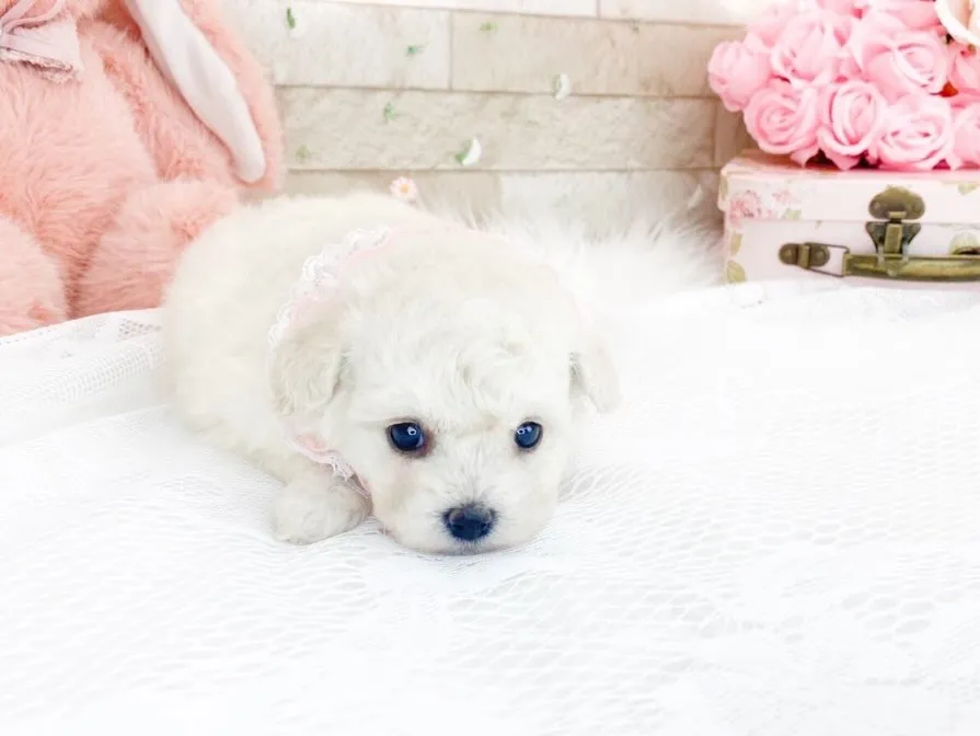 ビションフリーゼの可愛い女の子☺️