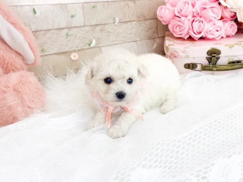 ビションフリーゼの可愛い女の子☺️