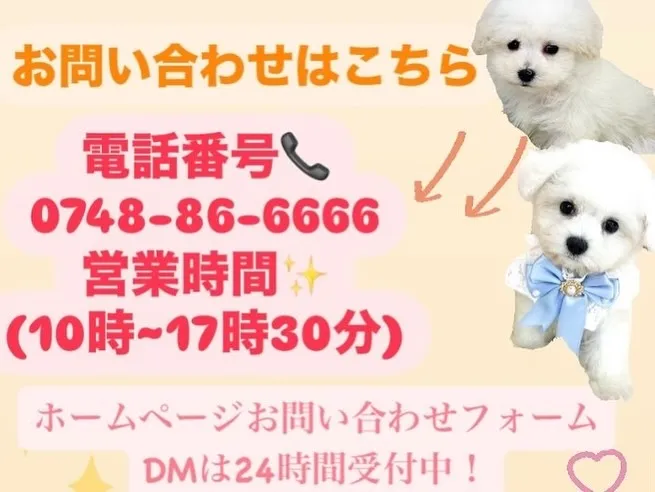 ビションフリーゼの可愛い女の子☺️