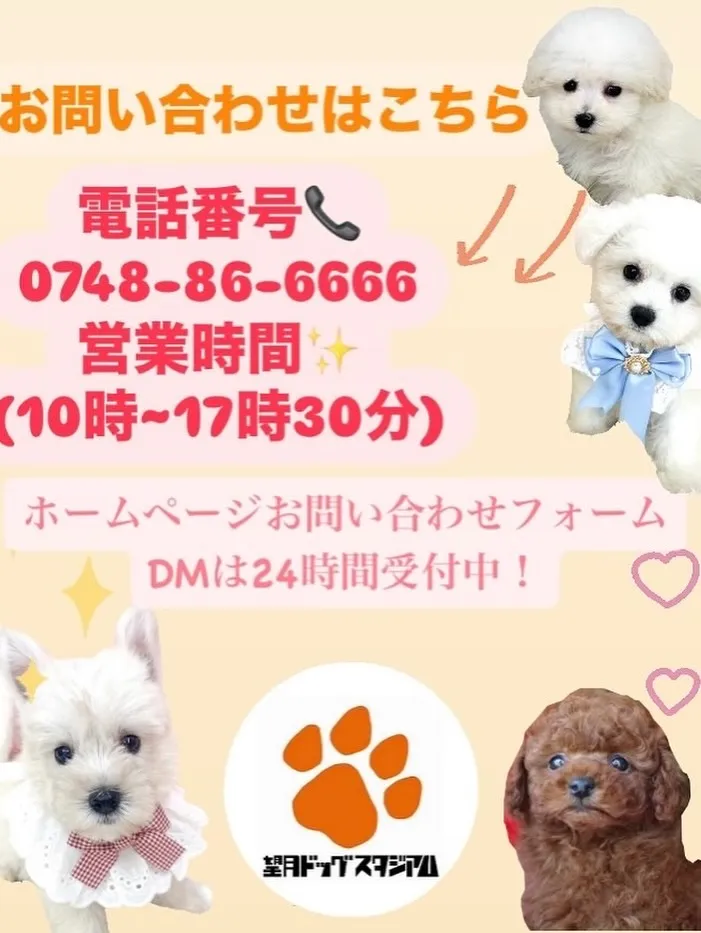 🐶🤍 ビションフリーゼの可愛い子たちが続々誕生しております🤍...