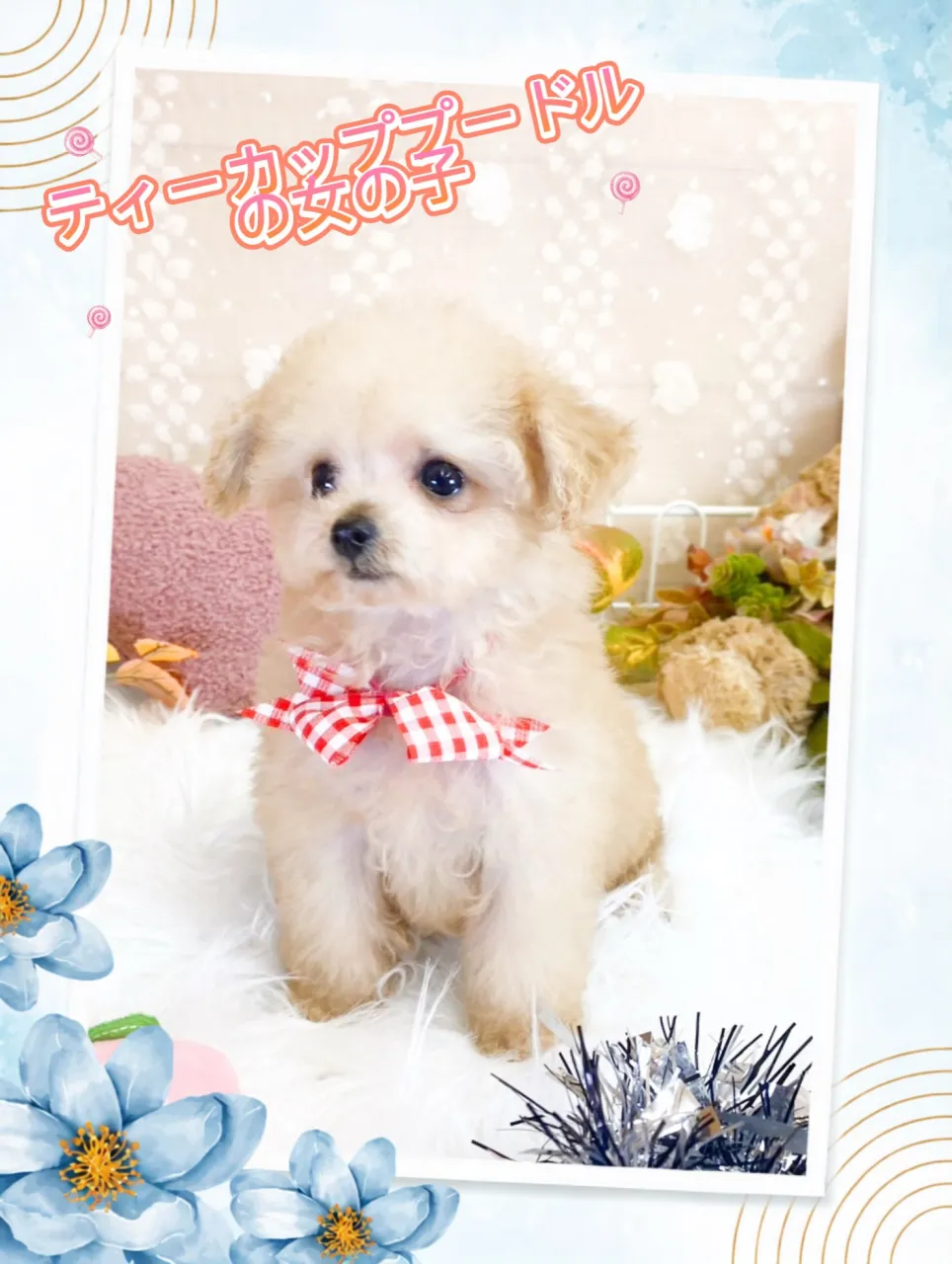 🐶💕 ふわふわで愛らしいティーカッププードルの女の子です🎀
