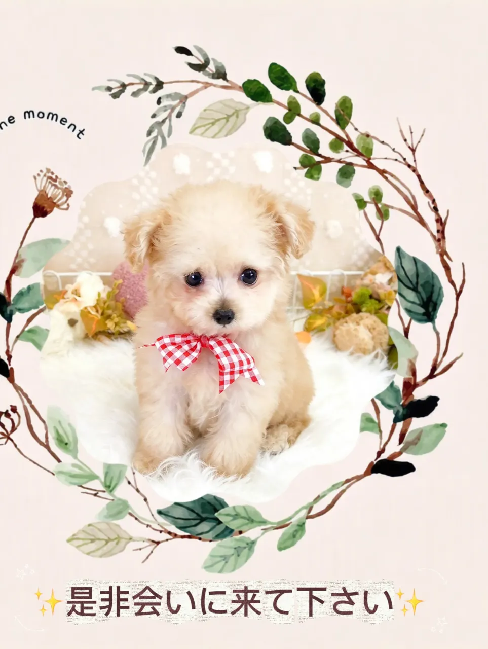 🐶💕 ふわふわで愛らしいティーカッププードルの女の子です🎀