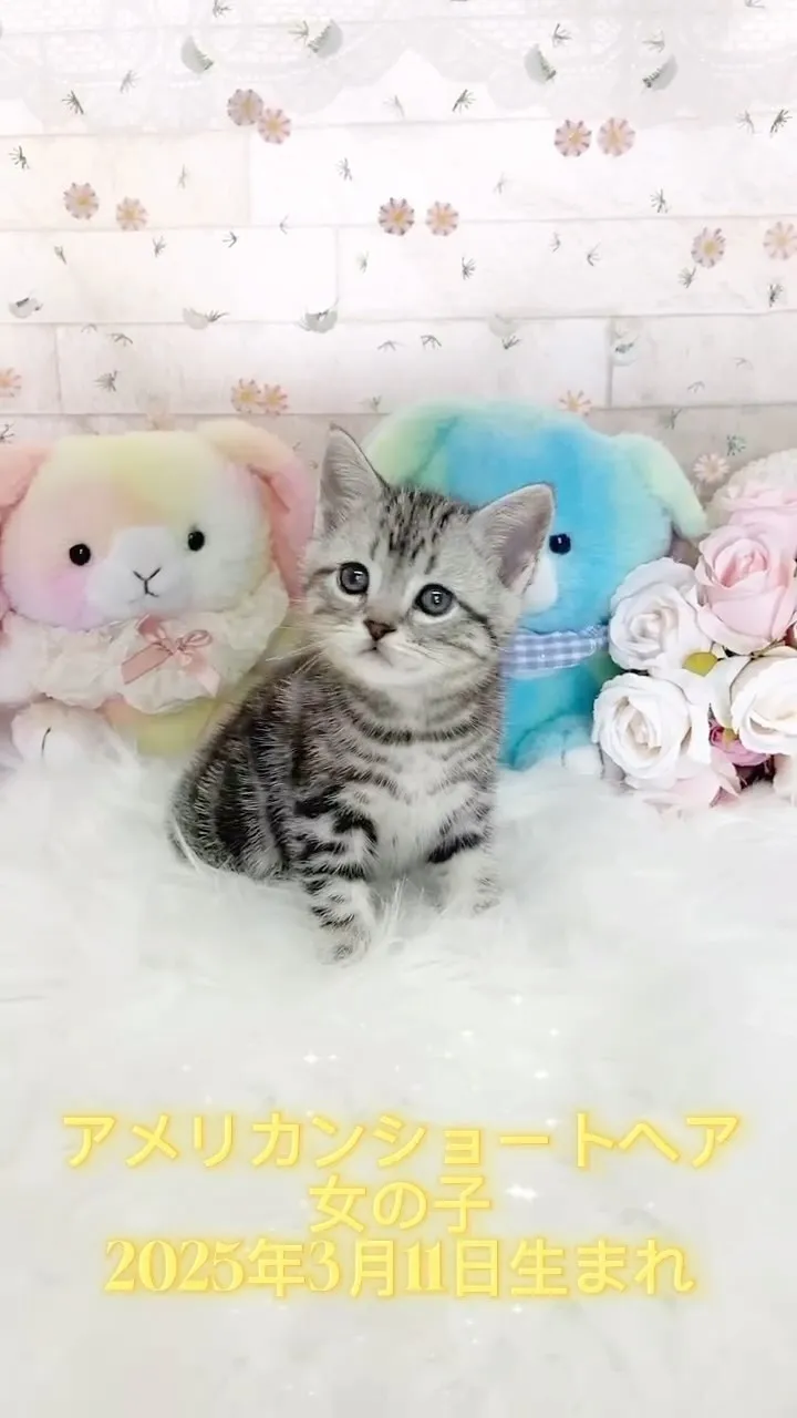 🐱 アメリカンショートヘア