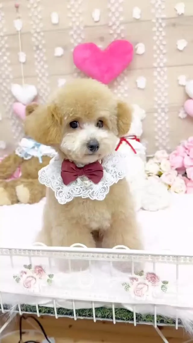 🐶ティーカッププードル