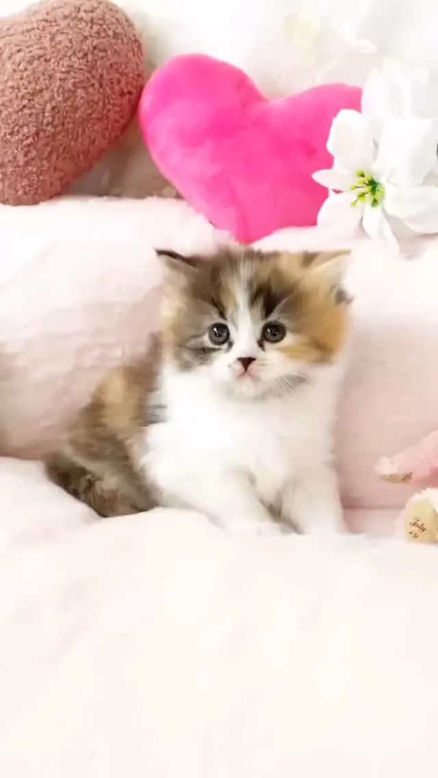 🐱 スコティッシュフォールド