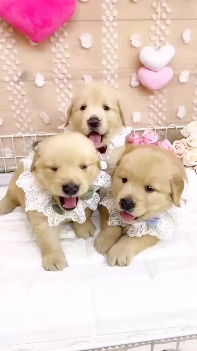 ゴールデンレトリバーの男の子達🐶💕