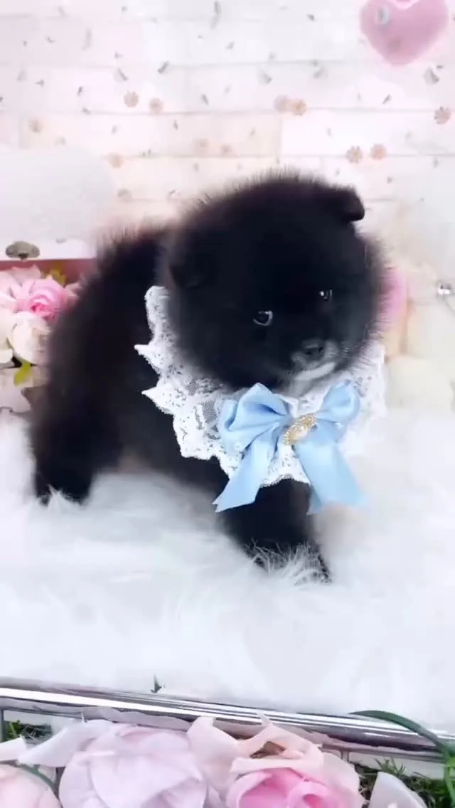 🐶 ポメ柴☆ミックス犬