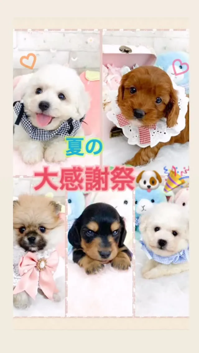 ☀️🐾 夏の大感謝祭セール開催中!🐶🌻