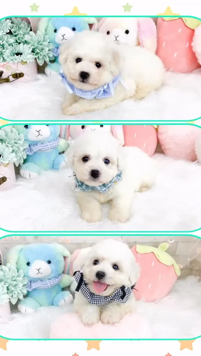 【犬種】:ビションフリーゼ