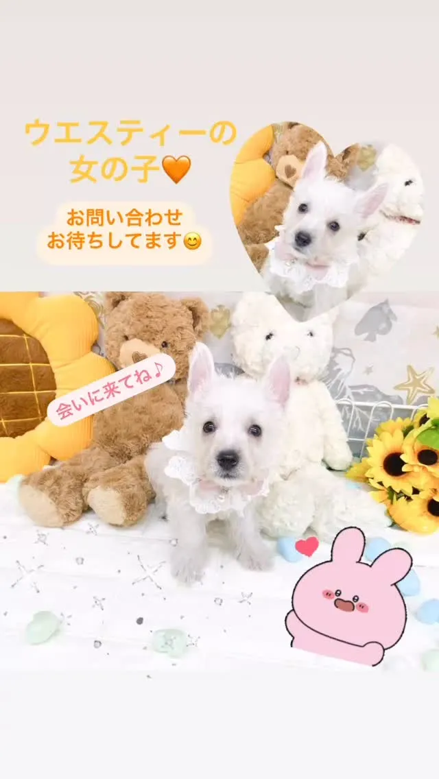 ウエストハイランドホワイトテリアの女の子‪🧡‬‪